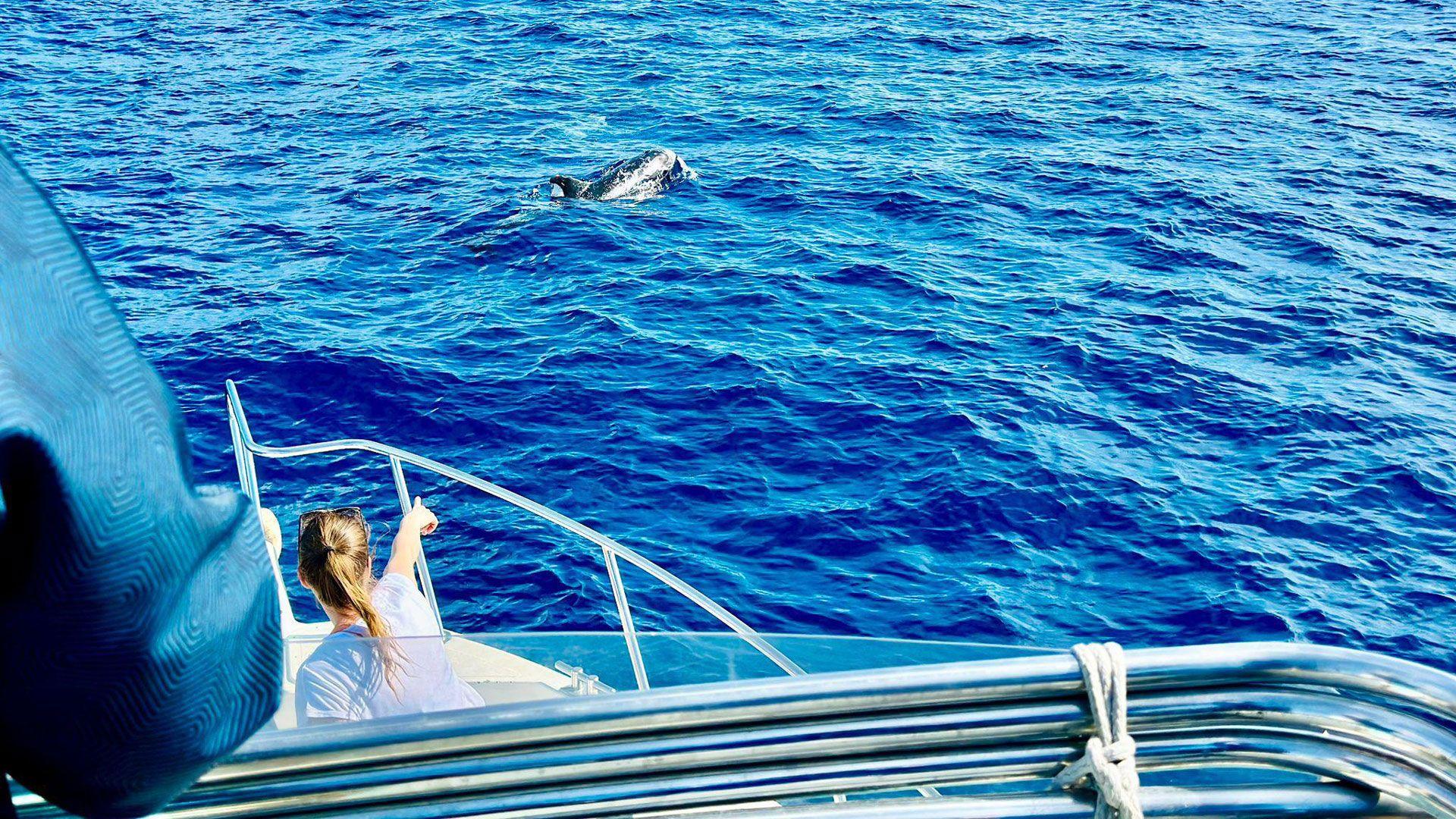 BJ Fishing dolphin watching Fuerteventura 01