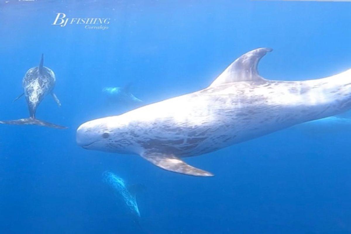 BJ Fishing dolphin watching calderon gris