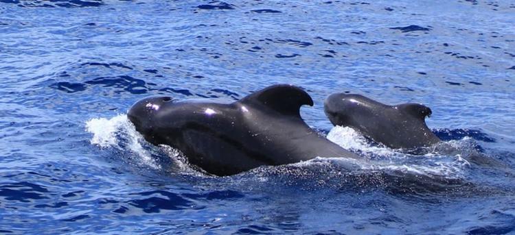 BJ Fishing dolphin watching calderon tropical