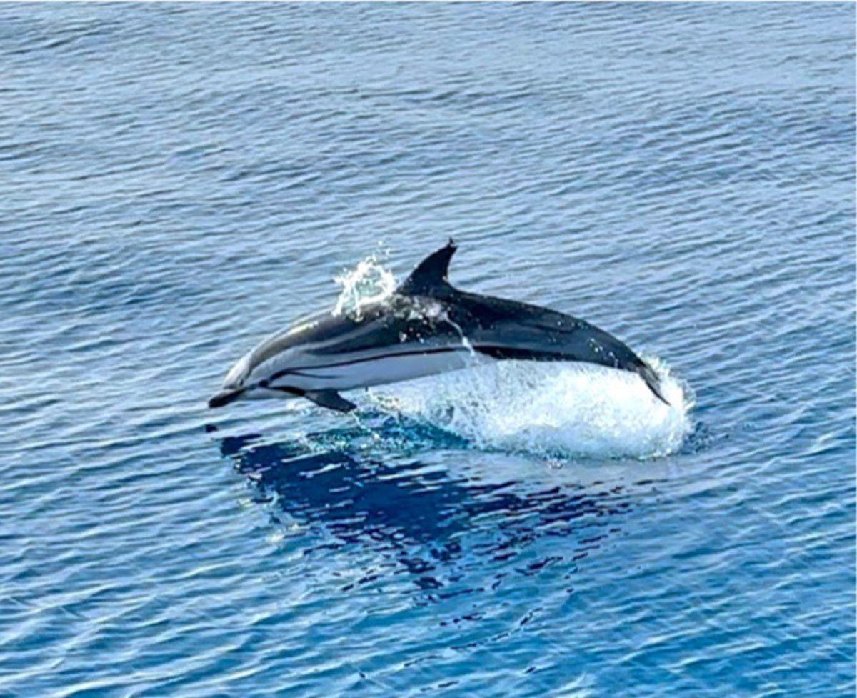 BJ Fishing dolphin watching delfin listado