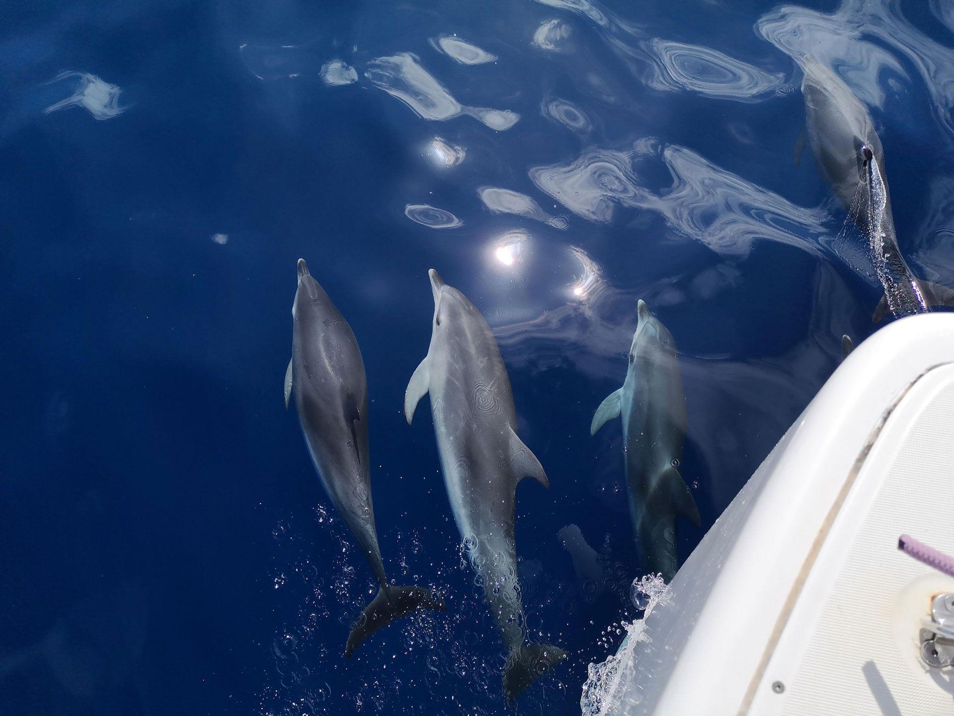BJ Fishing dolphin watching Fuerteventura delfines 04 BJ Fishing dolphin watching Fuerteventura delfines 04
