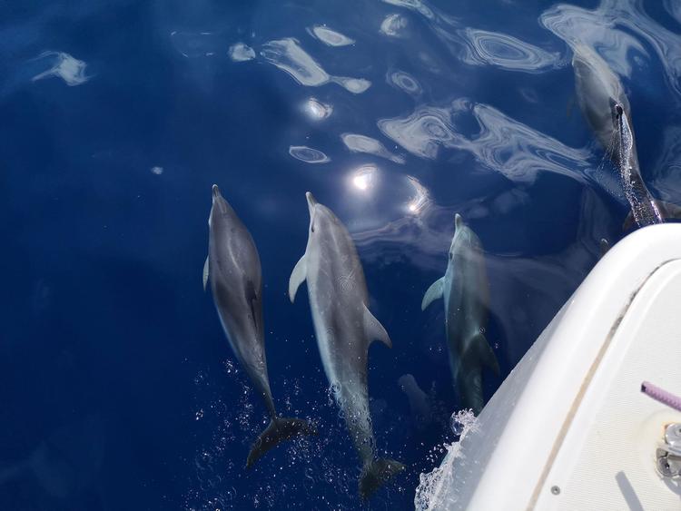 BJ Fishing dolphin watching Fuerteventura delfines 04 BJ Fishing dolphin watching Fuerteventura delfines 04