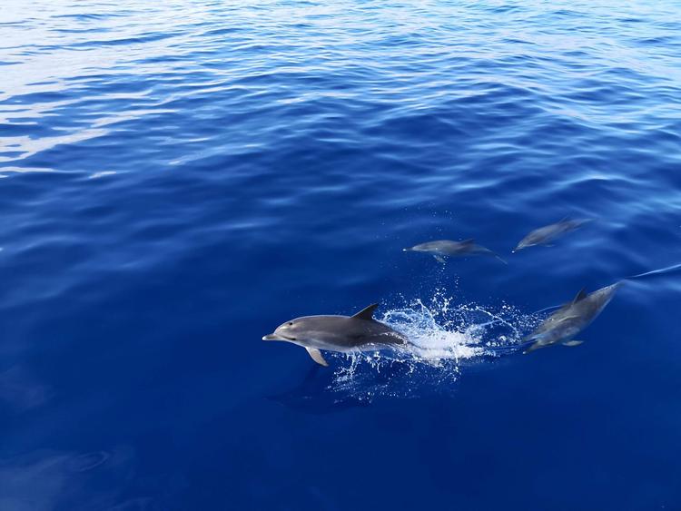 BJ Fishing dolphin watching Fuerteventura delfines 05 BJ Fishing dolphin watching Fuerteventura delfines 05