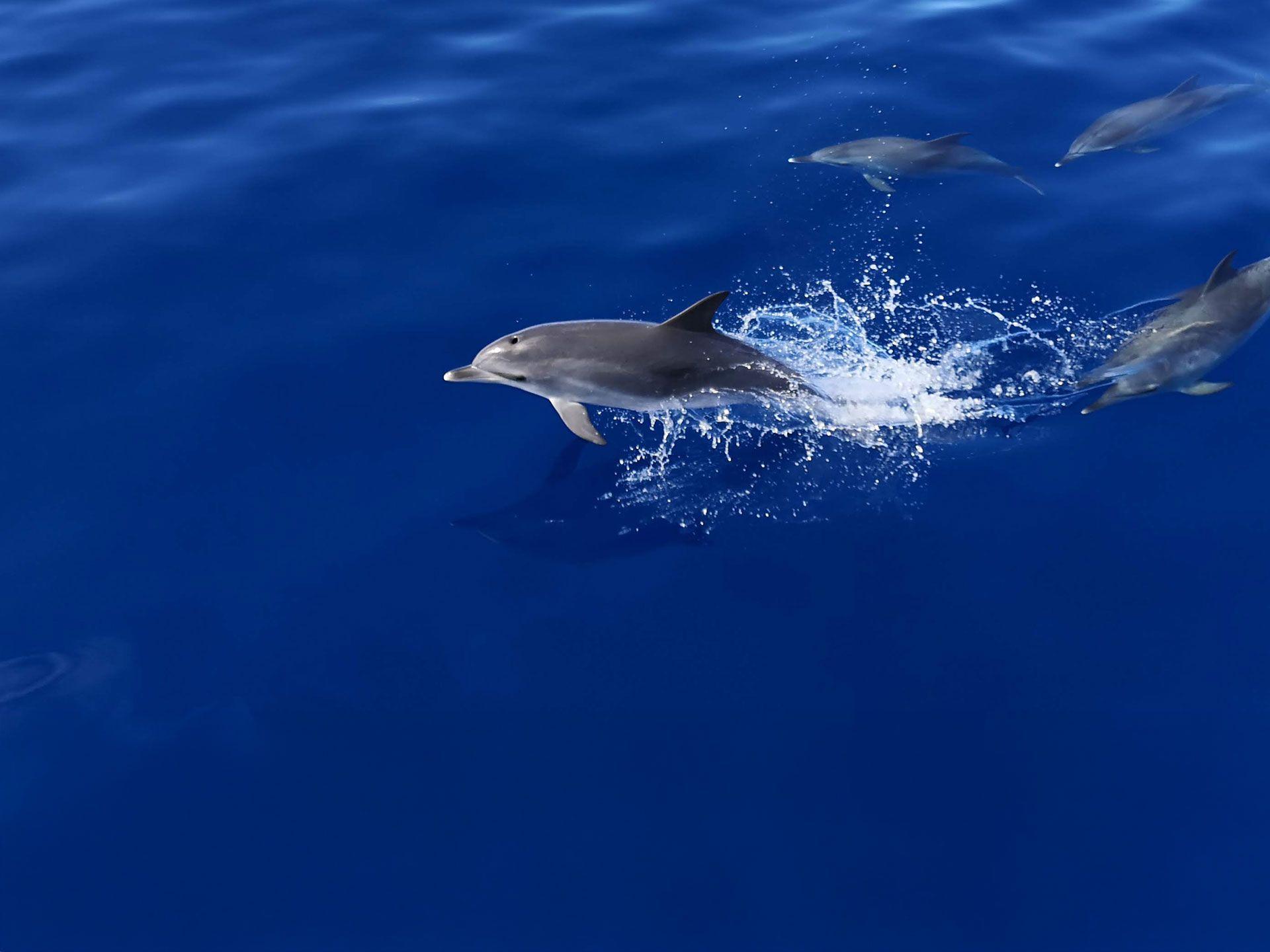 BJ Fishing dolphin watching Fuerteventura delfines 08 BJ Fishing dolphin watching Fuerteventura delfines 08